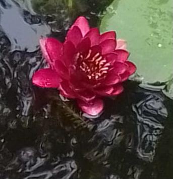 Red Water Lily